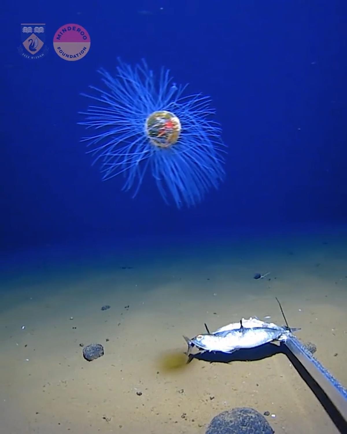 Okyanusun 5 bin metre derinliinde grntlendi! ok nadir rastlanyor