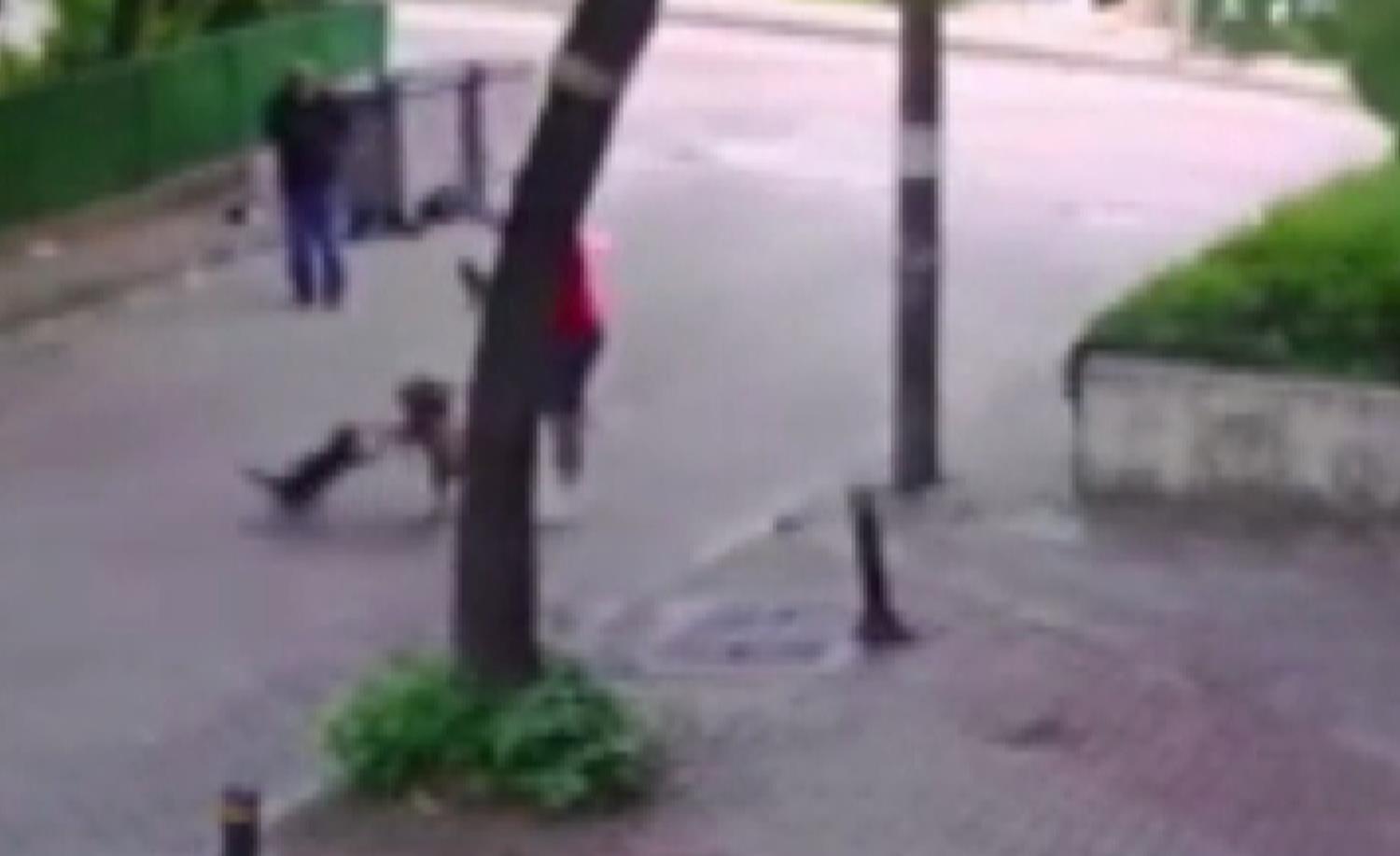 �oke eden anlar: Kedi, k�pe�e sald�rd�