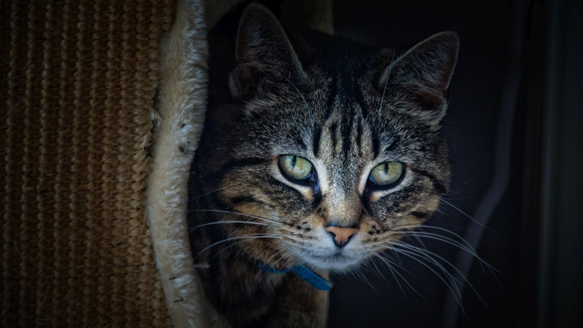 Polonya kedileri 'istilac� yabanc� t�r' ilan etti