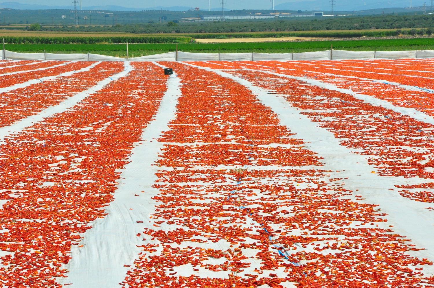 Kilogram� 40 lira! Amerika ve Avrupa'dan talep ya��yor