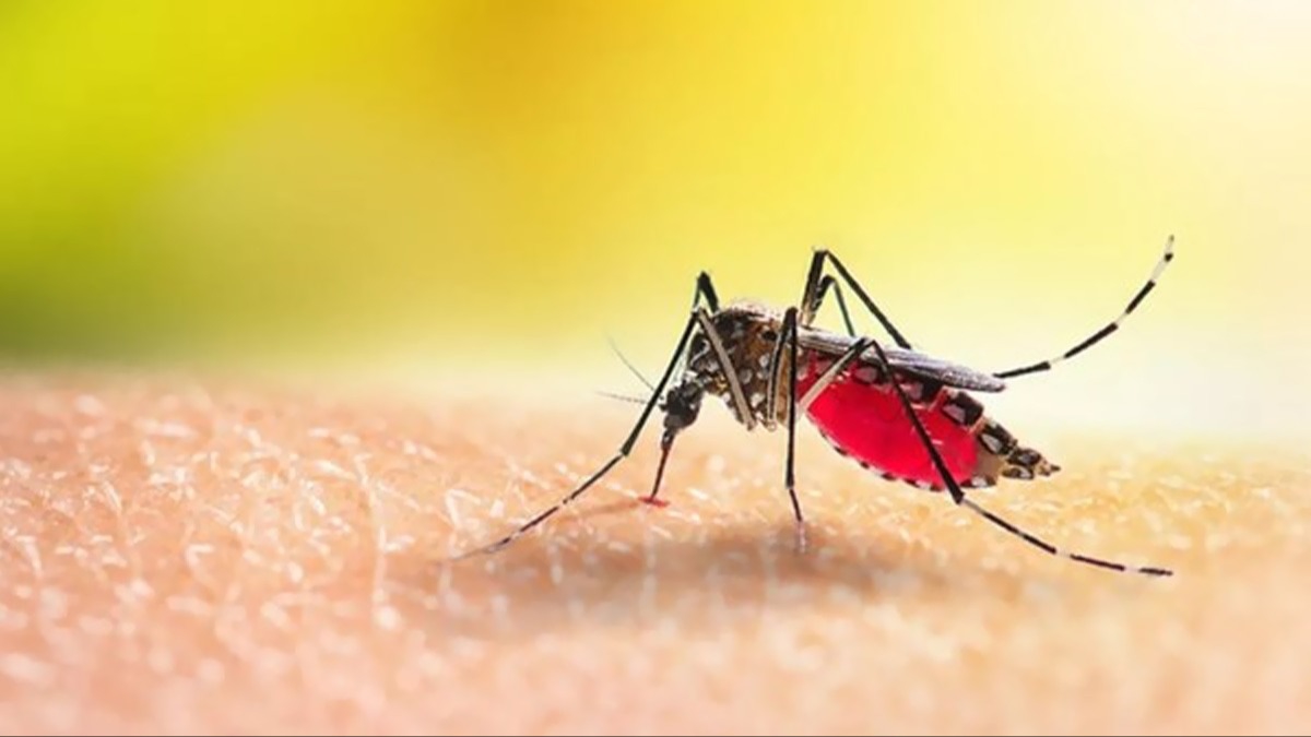 Zika virs bulatran Aedes aegypti sivrisinei stanbul'da artt! Aedes Aegypti sivrisinek sr belirtileri nelerdir?