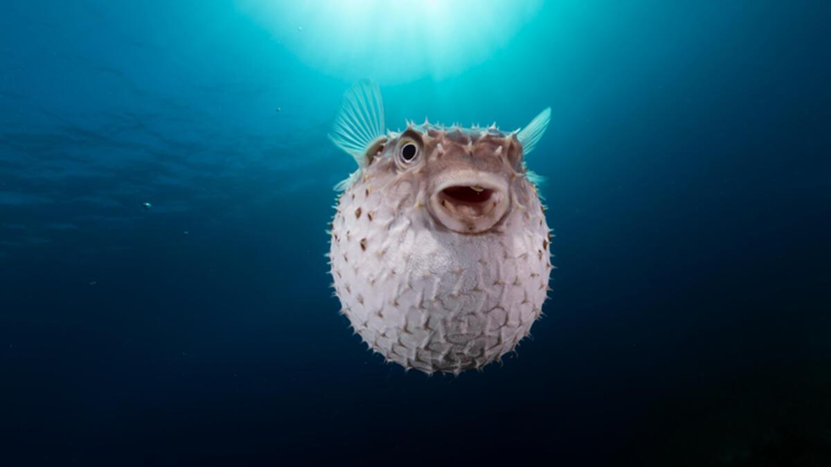 Balon bal��� i�in yeni karar!