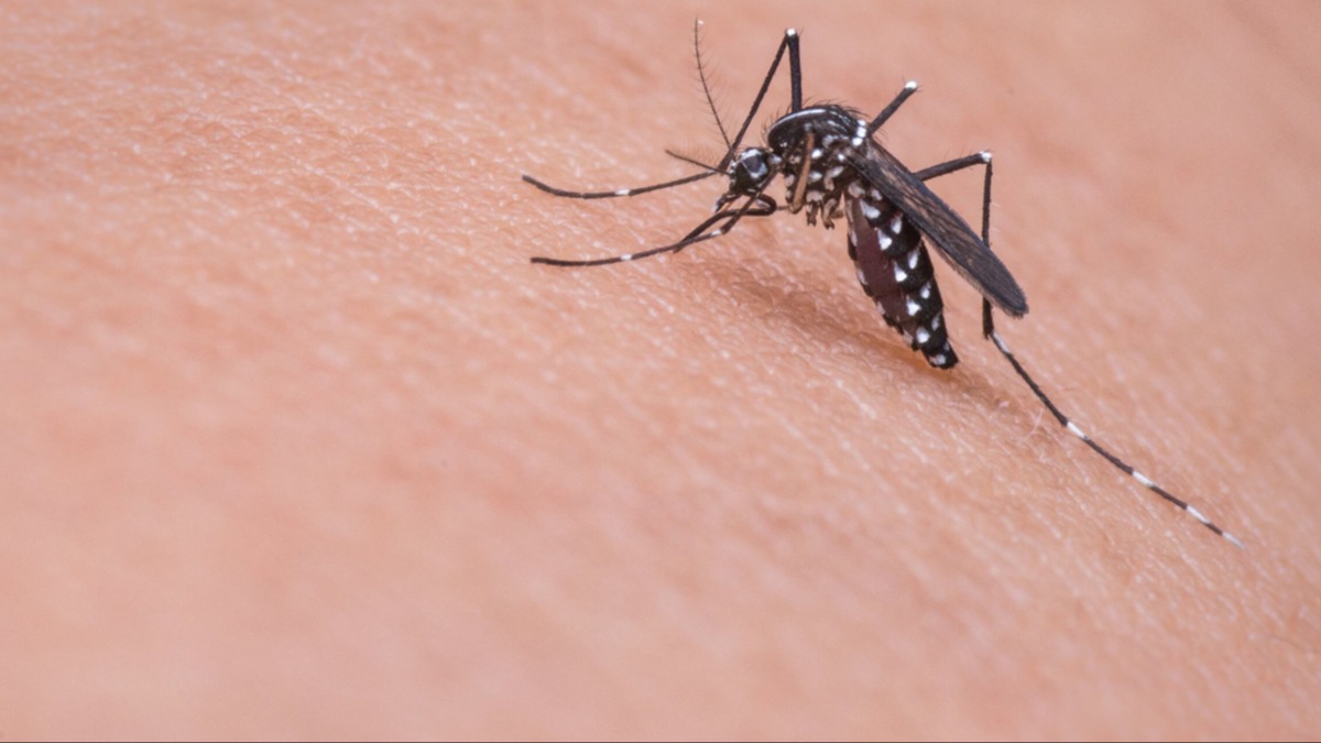 stanbul'da ''Aedes'' alarm! Alerjik reaksiyona yol ayor