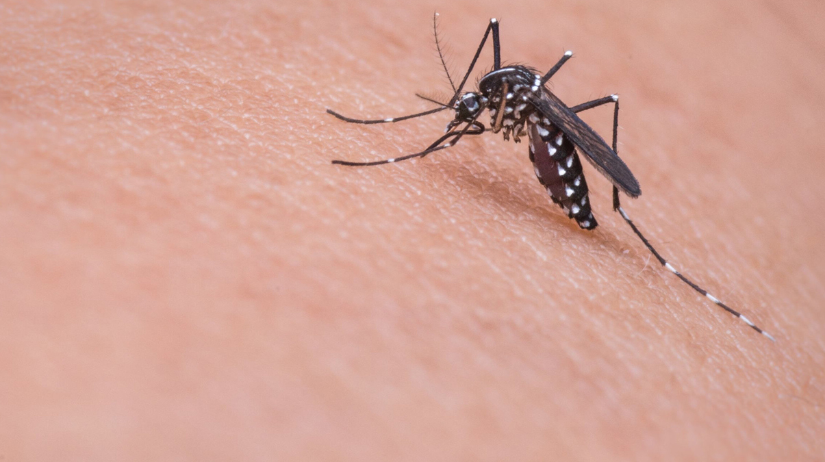 stanbul'da 'Aedes' alarm! Alerjik reaksiyona yol ayor