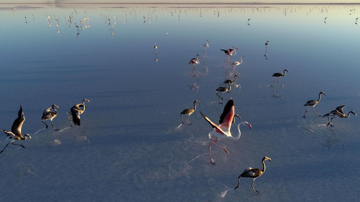 Bakan Kurum: Tuz Gl flamingo cenneti olmaya devam edecek 