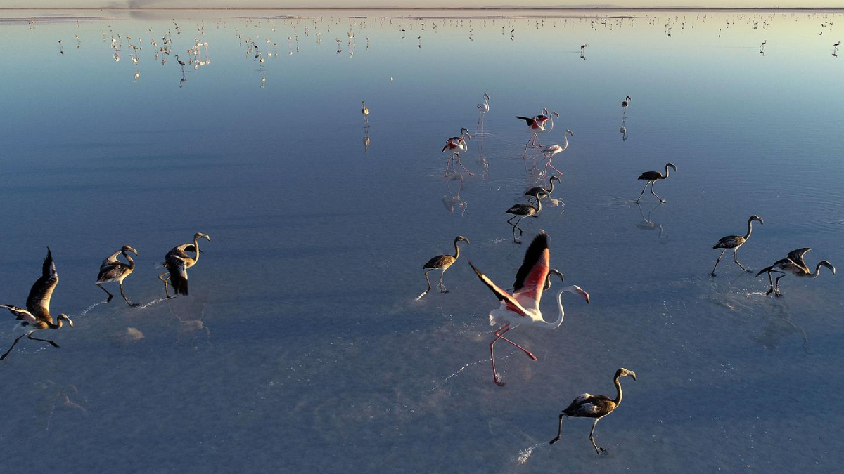 Bakan Kurum: Tuz Gl flamingo cenneti olmaya devam edecek