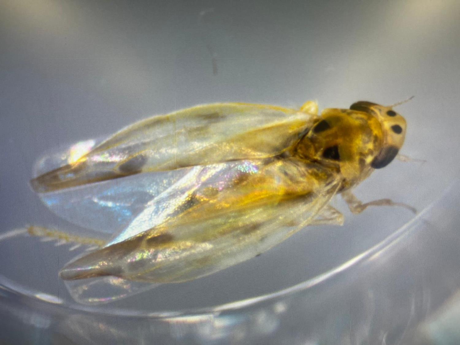 3 y�ld�r ara�t�r�l�yordu: Hastal�k ta��yarak T�rkiye'ye geliyorlar