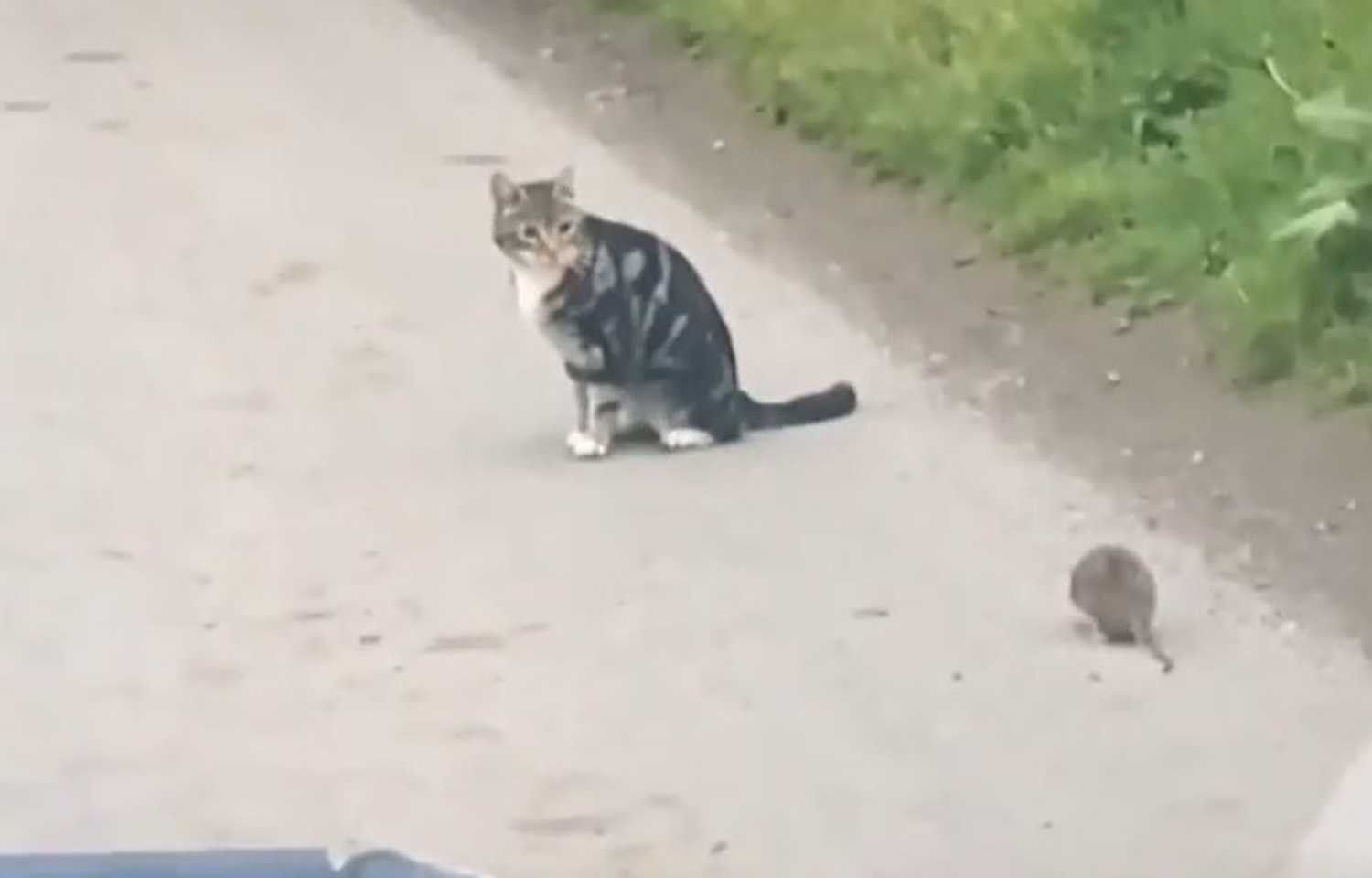 Sosyal medyada t�klanma rekoru k�rd�! Kedi ka�t� fare kovalad�