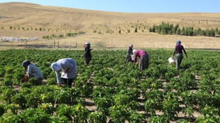 Kadınlar ekmeklerini devlet arazisinden çıkarıyor: Siparişlere yetişemiyoruz