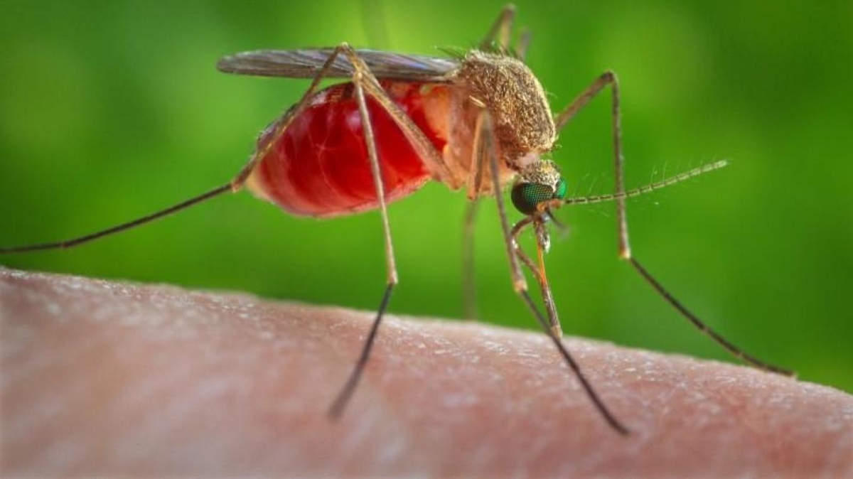 Sivrisineklerin insan kokusunu nasl ayrt ettii belirlendi