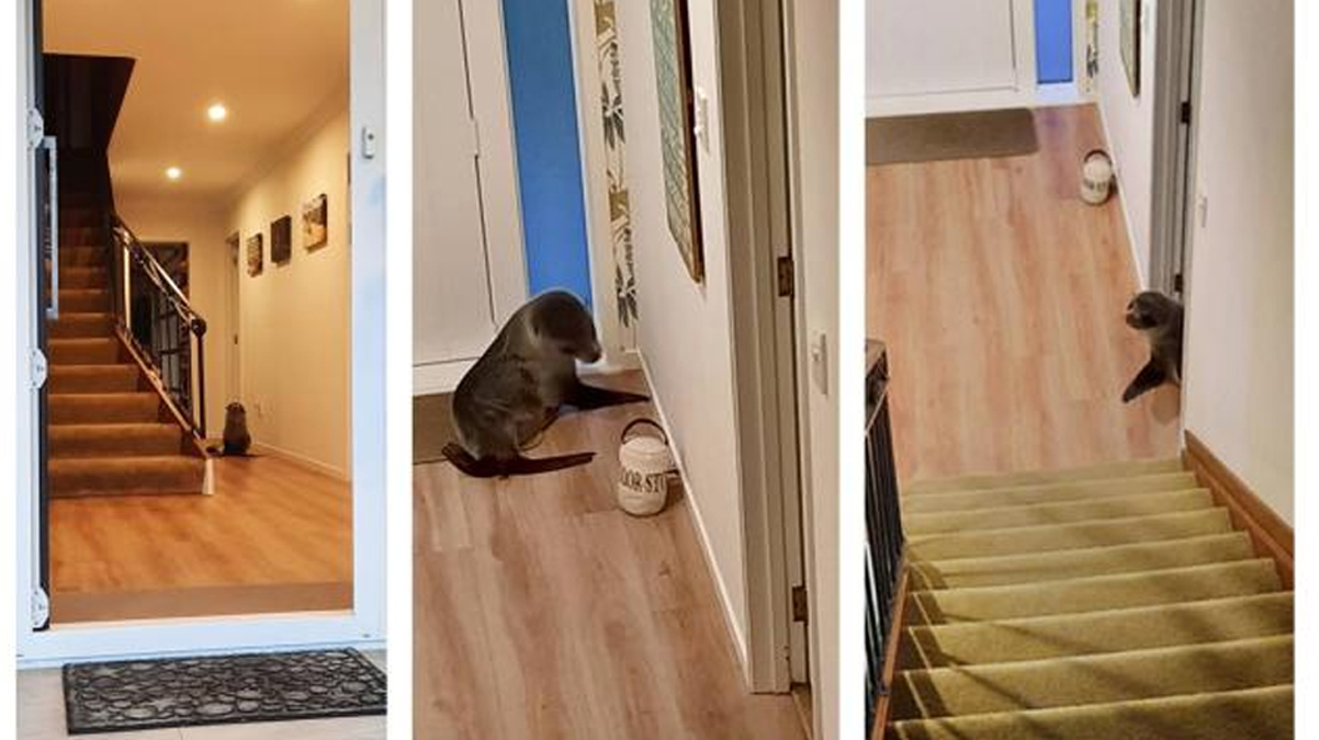 Nas�l geldi�ini bilen yok! Davetsiz misafir kanepede yakaland�