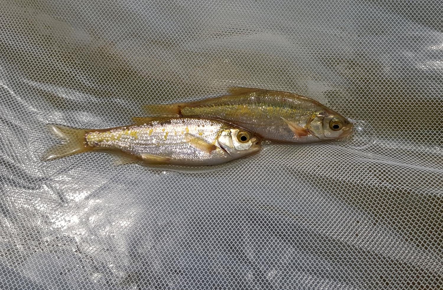 Nesli yok olma riskiyle kar�� kar��ya! Koruma alt�na al�nd�