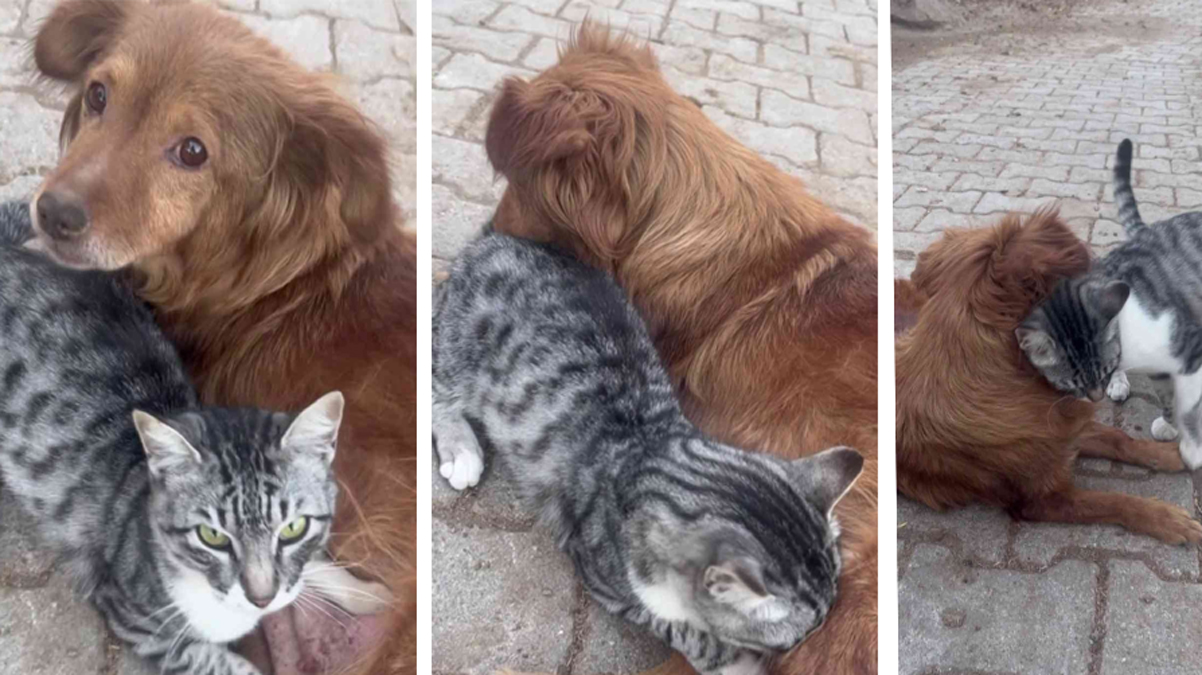 Su ve Ate�'in hayran b�rakan dostlu�u