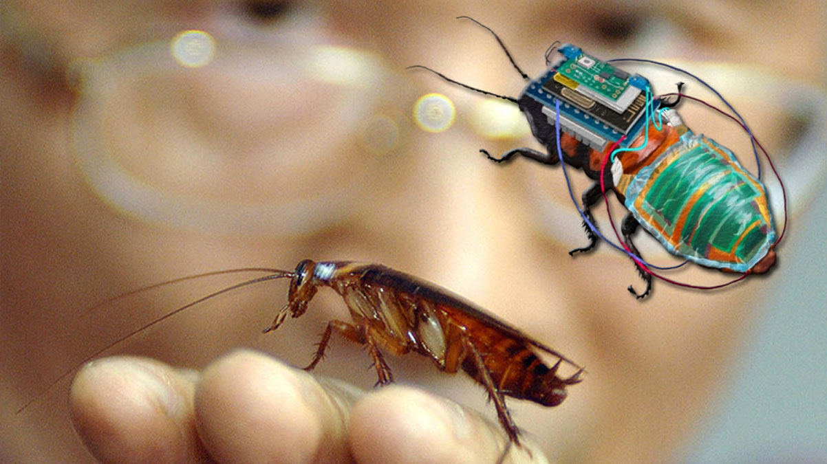 'Robot b�cek ordusu' in�a ediliyor! Hamamb�cekleri siborga d�n��t�