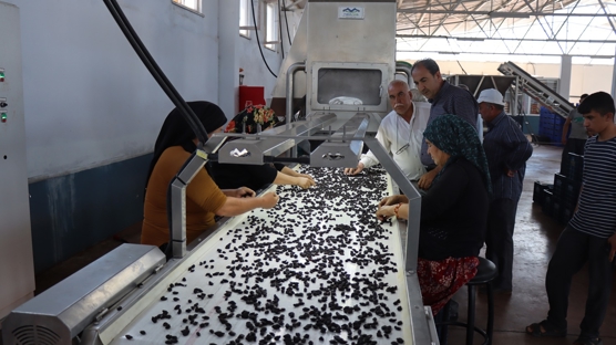 Kilis'te retilecek, dnyaya satlacak