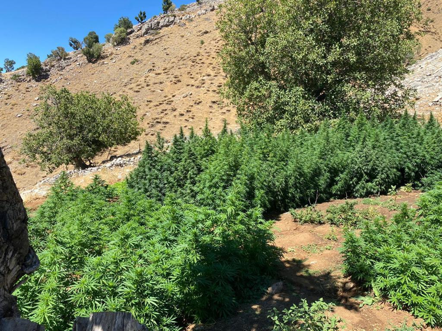 ��i�leri Bakanl���: 3 milyon 257 bin k�k kenevir bitkisi ele ge�irildi