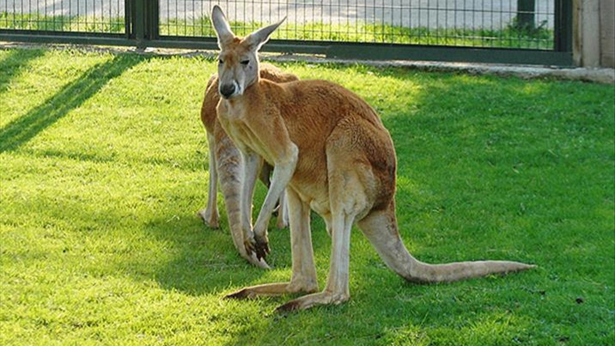 Evinde bakt kanguru ldrd