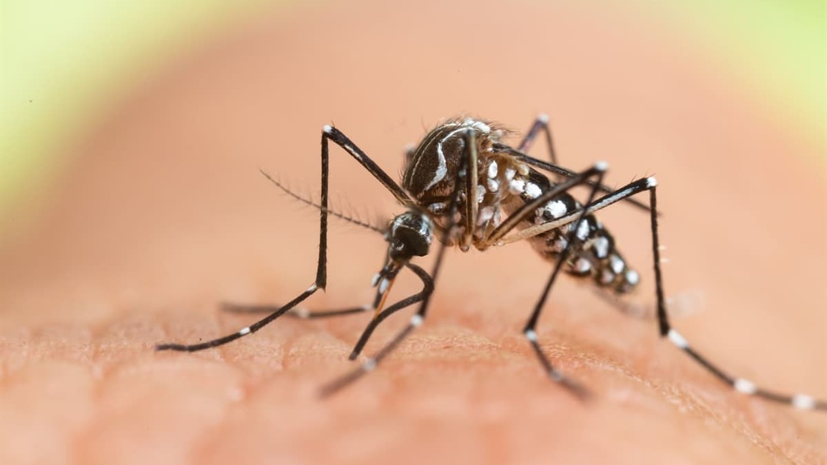 ''klim deiiklii dnyann en tehlikeli hayvan sivrisineklerde arta neden oldu''
