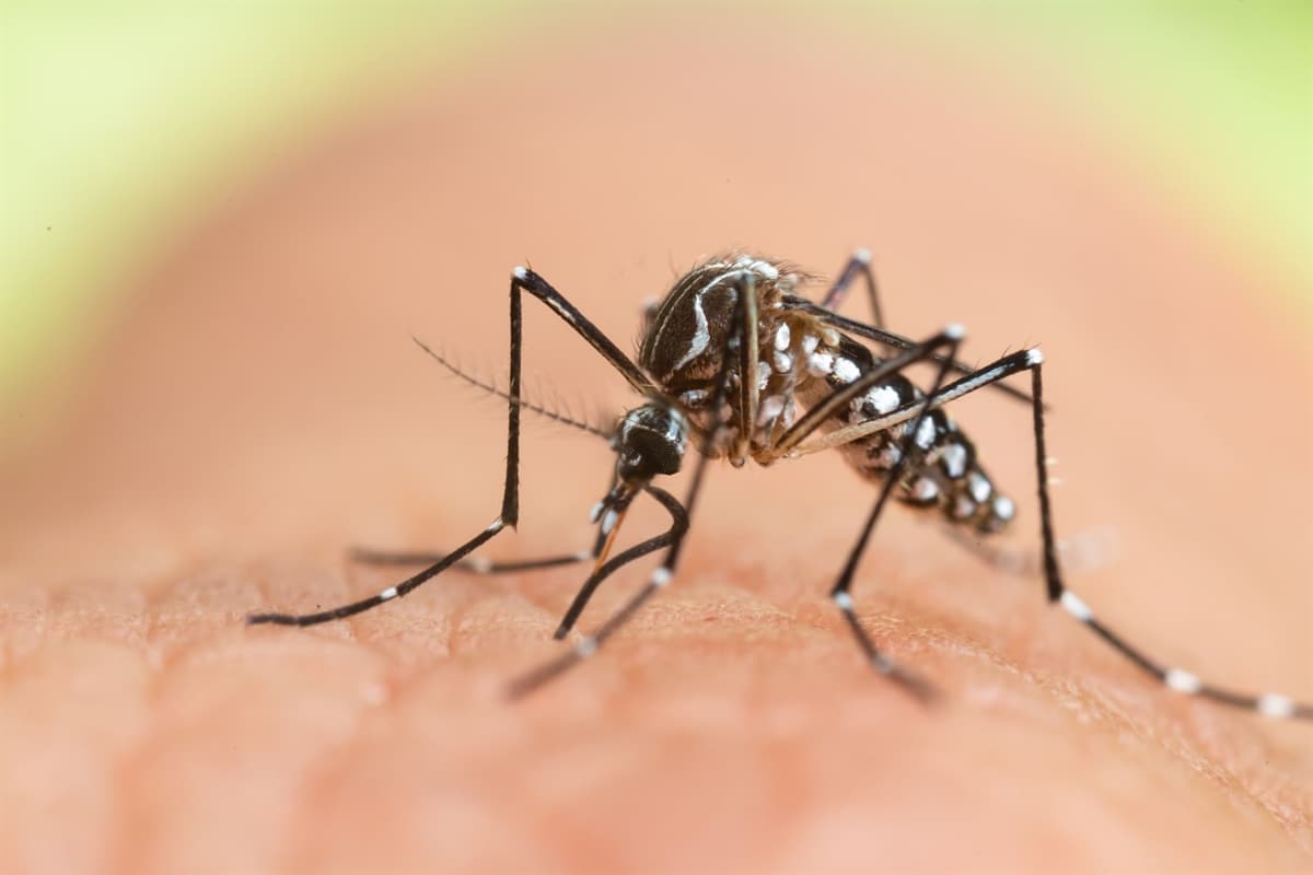'klim deiiklii dnyann en tehlikeli hayvan sivrisineklerde arta neden oldu'