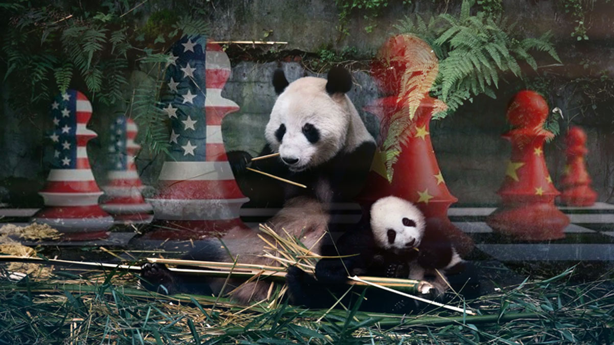 in-ABD arasnda sren 50 yllk 'panda diplomasisi'