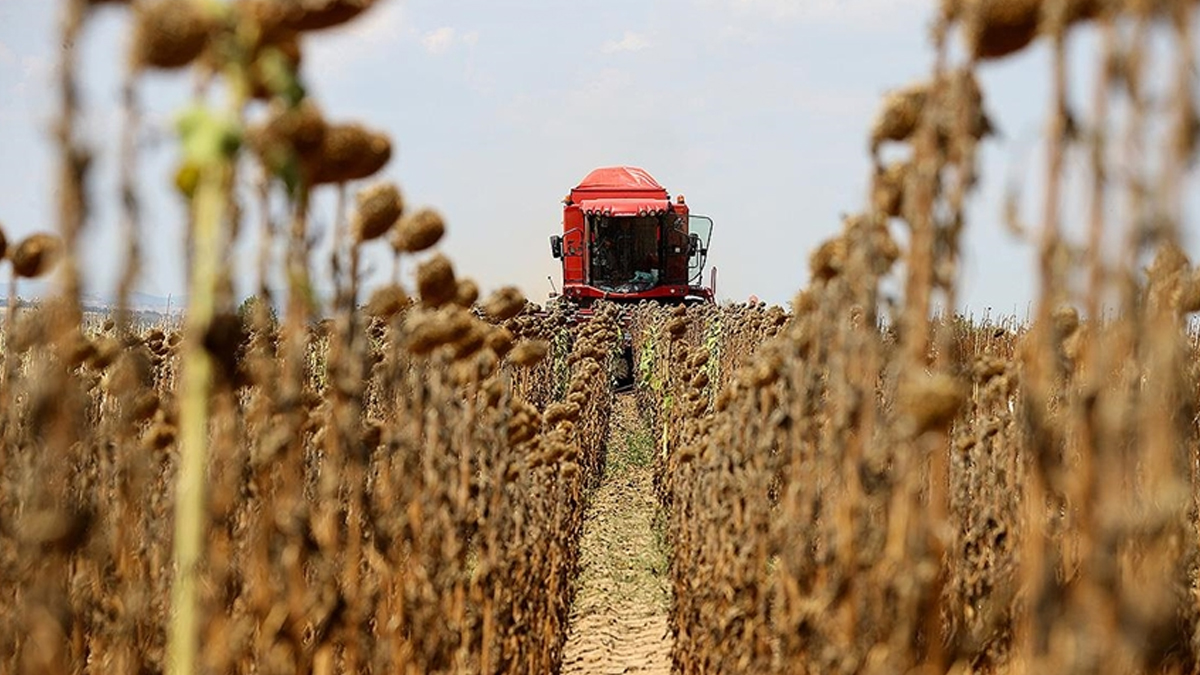 1000 �ift�i 1000 Bereket' program� meyvelerini veriyor: Ay�i�ek tarlalar�nda hasat vakti