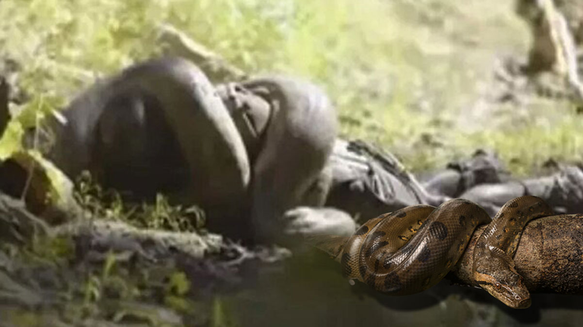 Kendini dev anakondaya yem etti! Canl� canl� yuttu