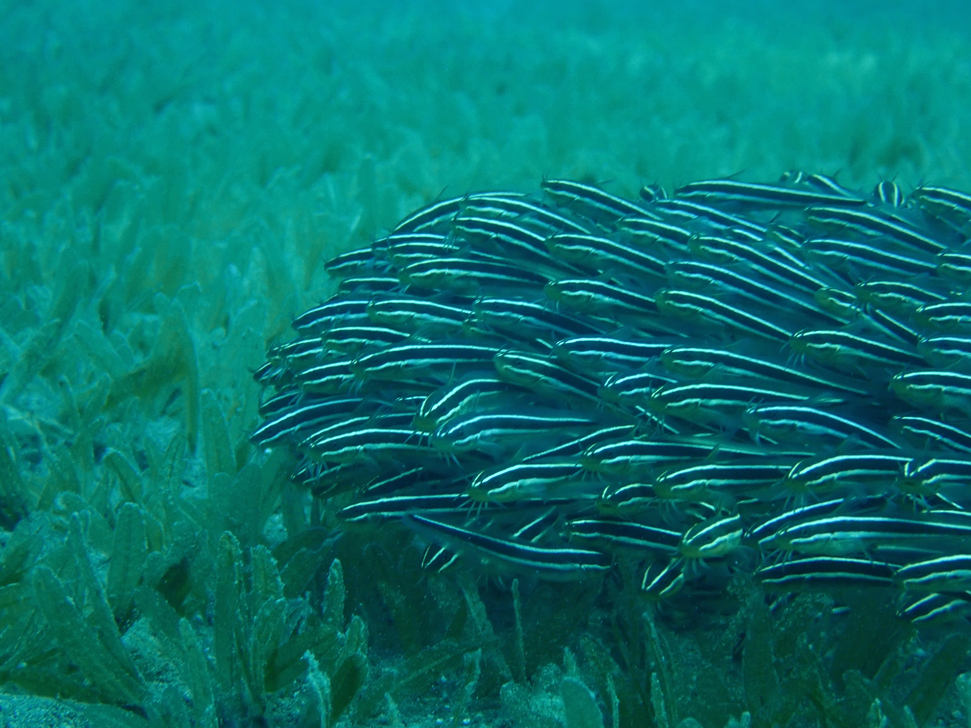 �lk kez g�r�ld�! Akdeniz'e yerle�ti: Ciddi yaralanmalara sebep olabilir