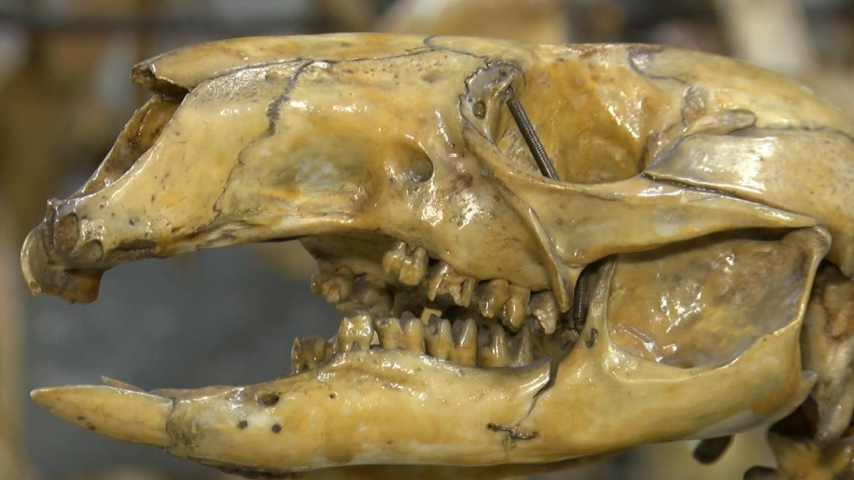 T�rkiye'nin ilkiydi! 7 y�l sonra yeniden a��l�yor