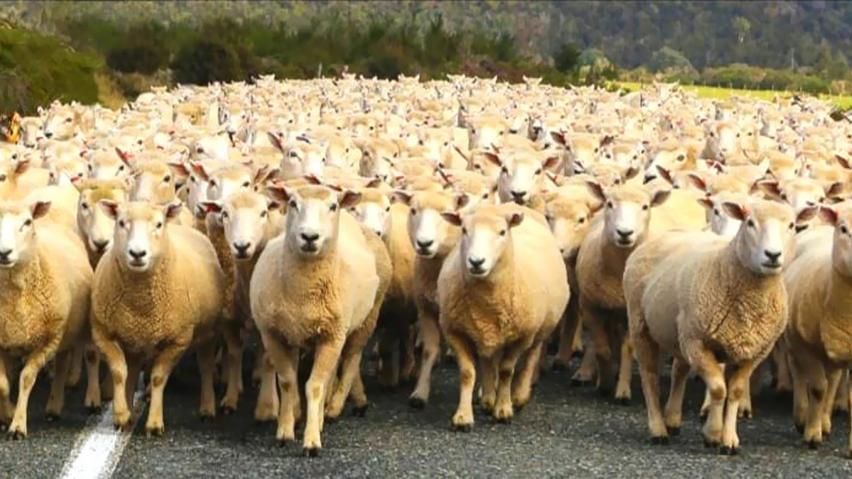 Koyunlarn arasna szm kurdu bulabilen dahi! Srdeki kurdu obanlar bile gremedi!