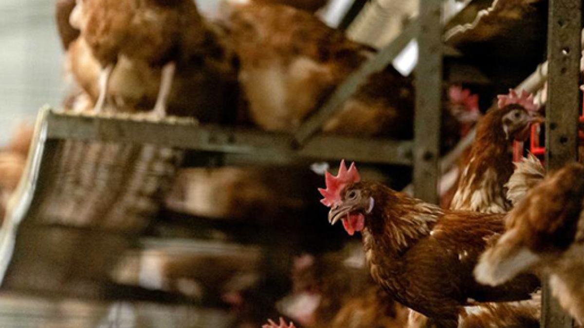 Japonya'da ku� gribi alarm�