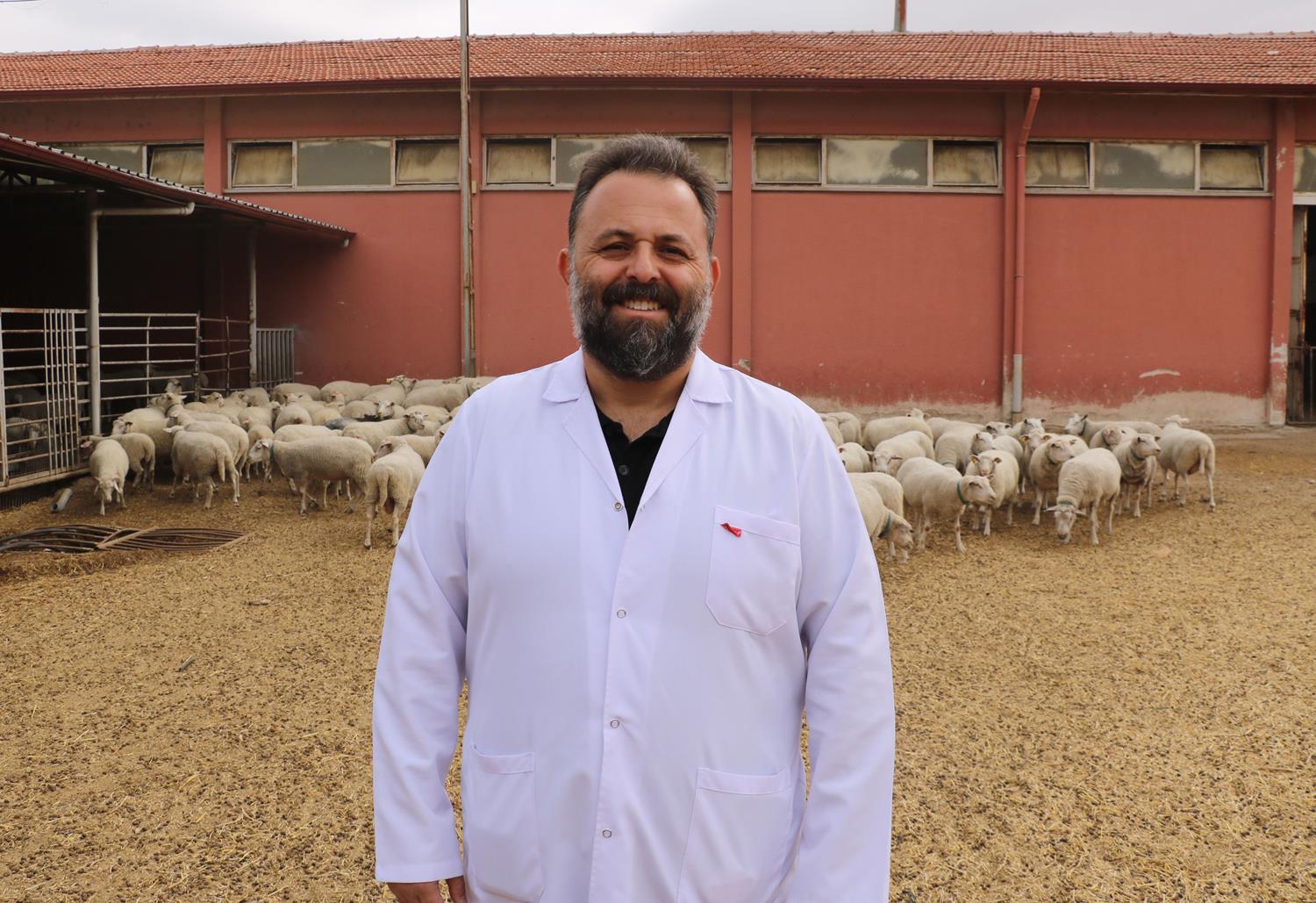 Daha ok canl arlk, yasz et... Trk Texelleri blgeye adapte oldu