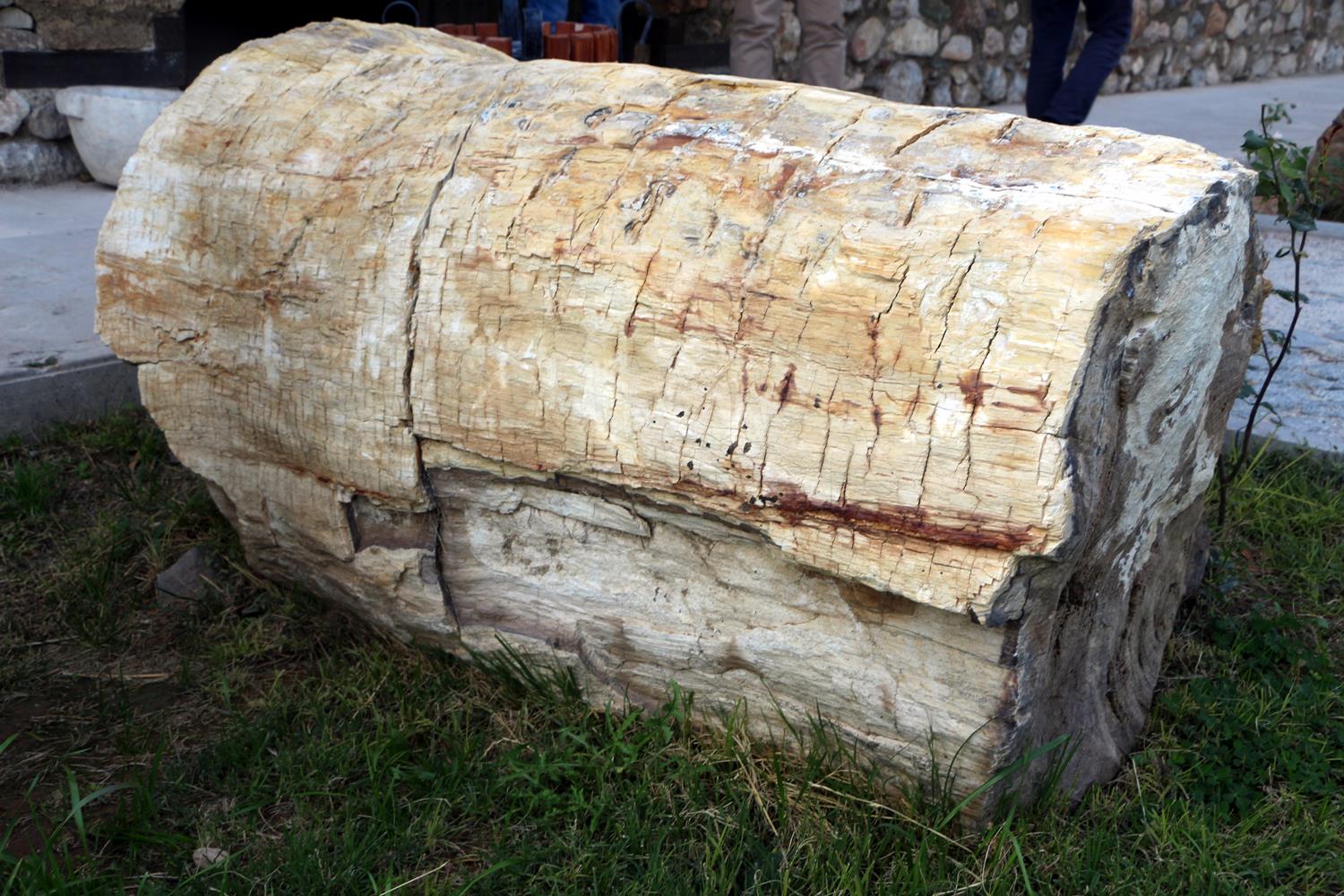 41,5 milyon y�l �ncesine ait! T�rkiye'de bir ilk: Literat�re ge�ti