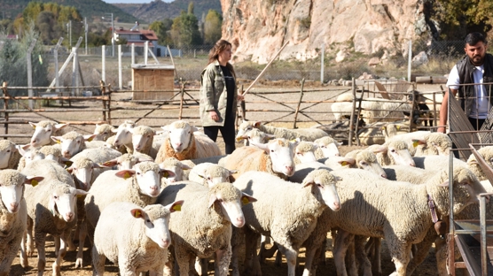 Kadın girişimci devlet desteğiyle sürü sahibi oldu
