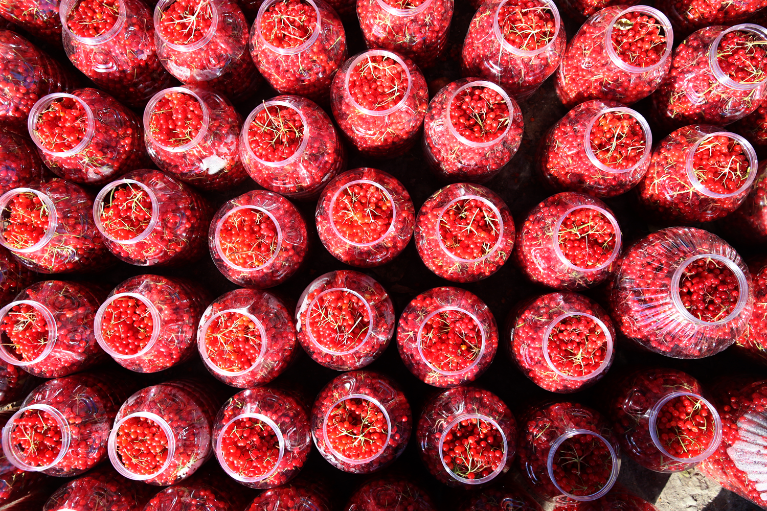 Gen�lik iksiri deniyor, T�rkiye'de yeti�iyor: Talep patlad�