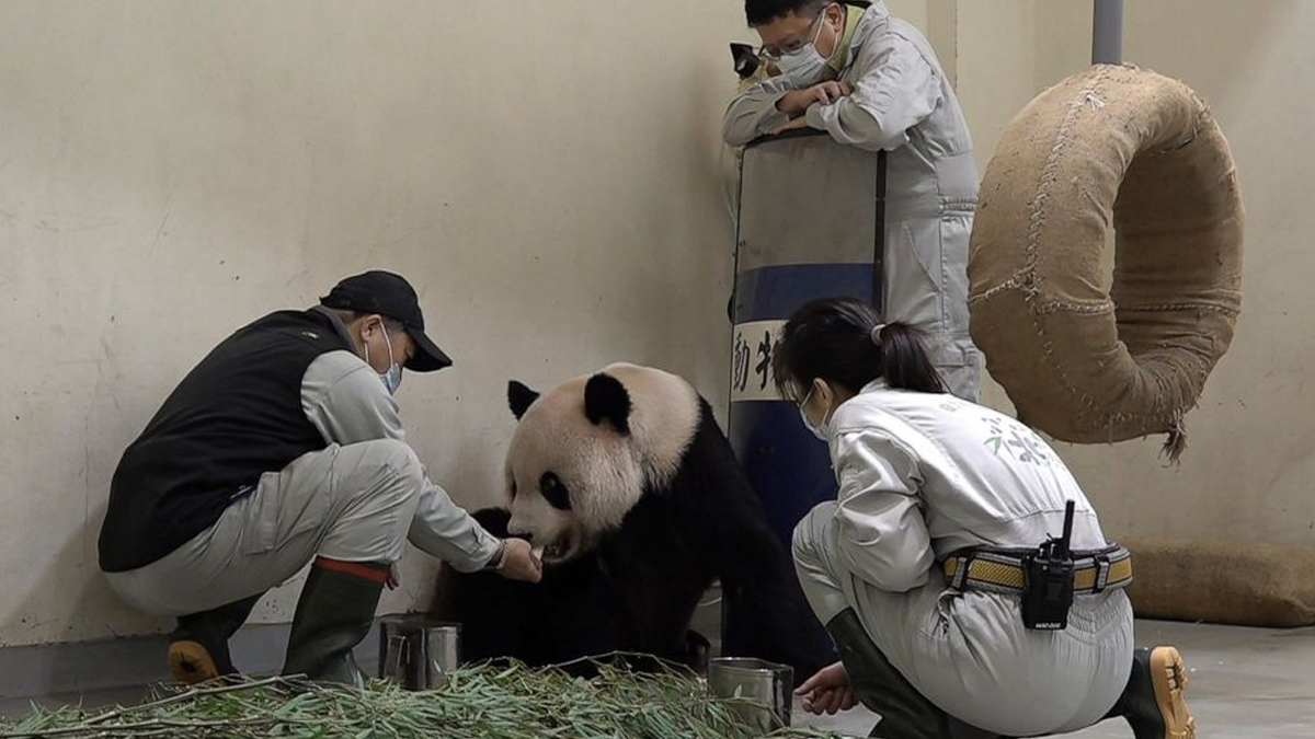 in'den Tayvan'a hediye edilmiti... Tuan Tuan adl panda ineyle uyutuldu