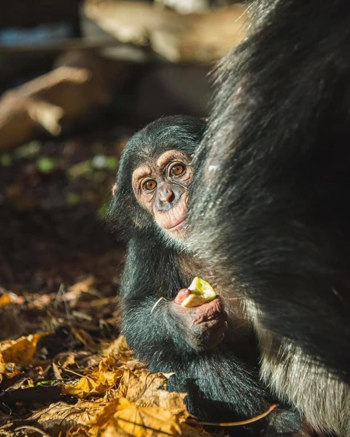 �sve�'te ka�an 4 �empanzeyi silahla �ld�ren hayvanat bah�esi a��r ele�tiri alt�nda