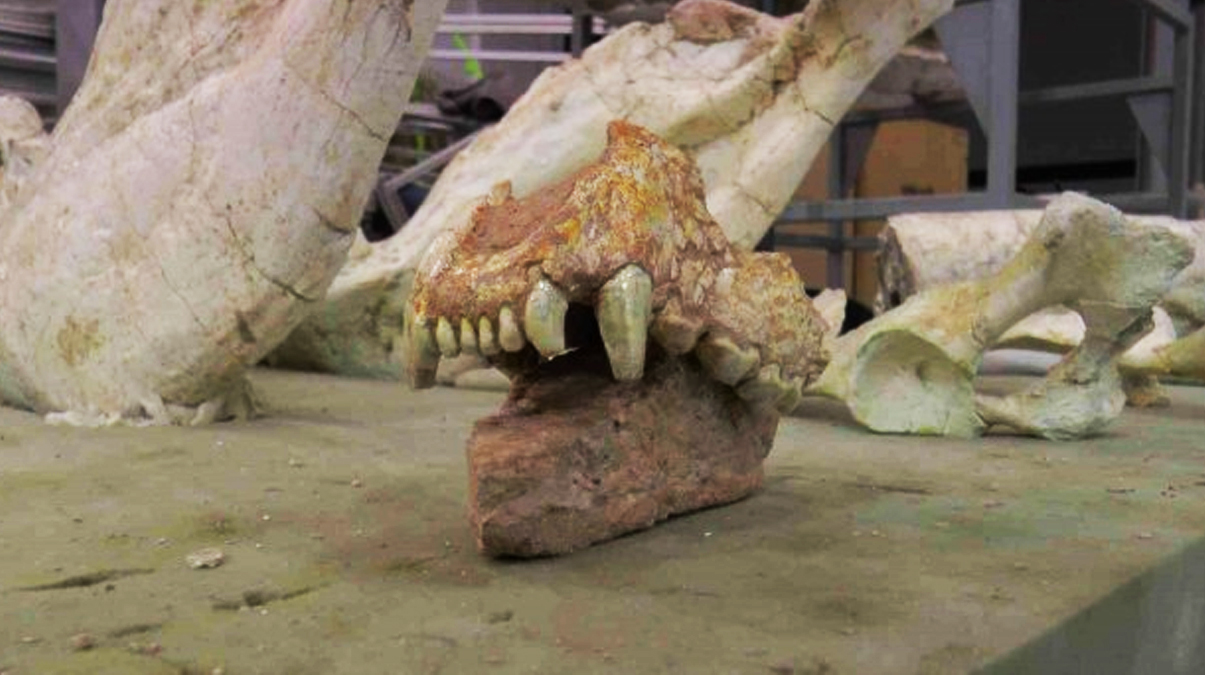 7.5 milyon y�ll�k! �hbar �zerine bulundu