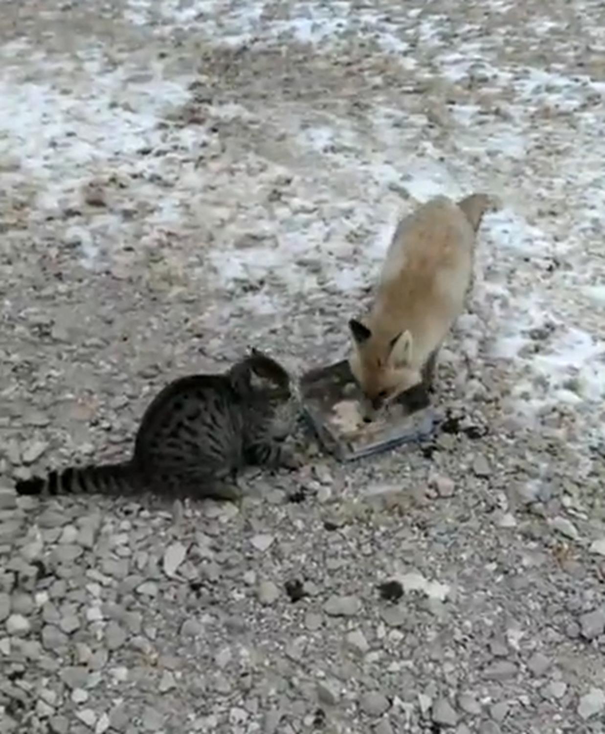 Beki a kalp antiyeye gelen tilkiyi, kedisiyle birlikte besledi