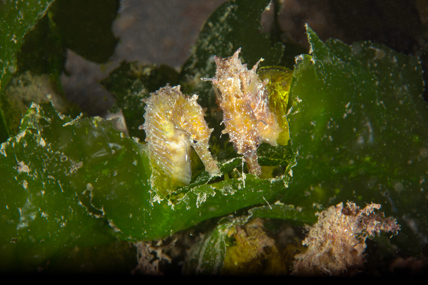 �zmit K�rfezi'nde yap�lan dal��ta g�r�nt�lendi! Say�lar� azal�yor