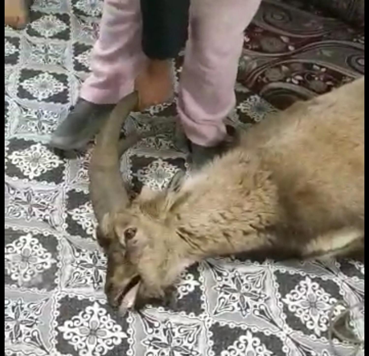 �a��rtan olay! Cam� k�ran da� ke�isi eve girdi