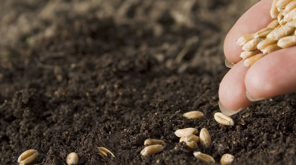 Tohumculuk sekt�r� 2025 ihracat hedefine bir ad�m daha yakla�t�