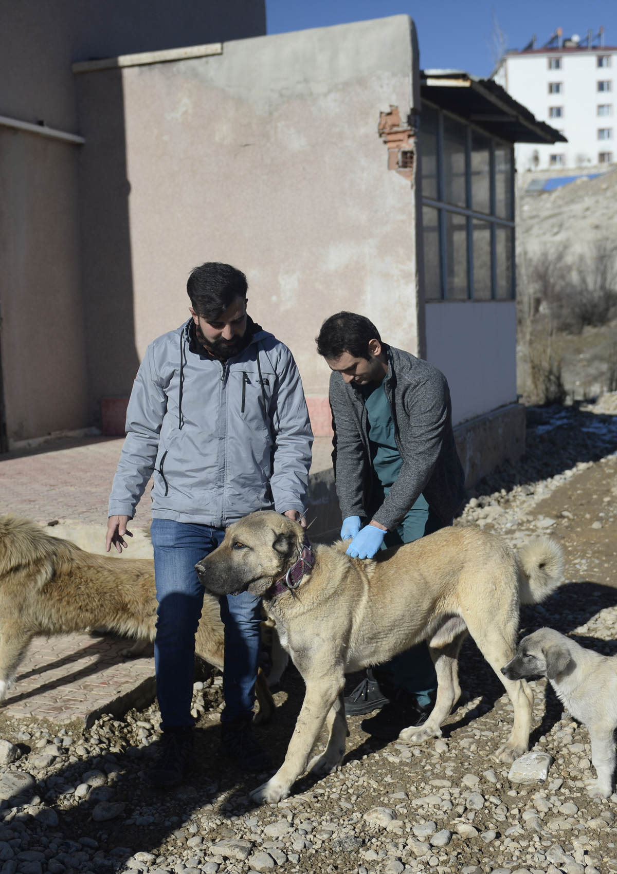 Kuduz karantinas�ndaki il�ede a�� �al��malar� s�r�yor