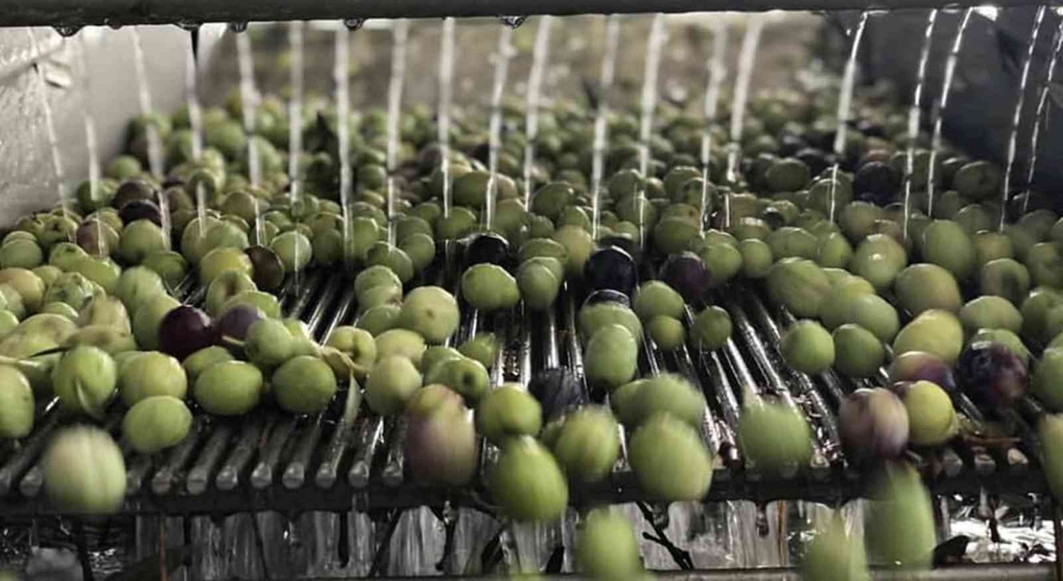 Zeytin'de hasat sona erdi