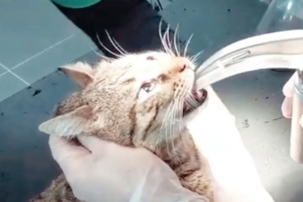 Sokak kedisinin soluk borusuna tavuk kemi�i tak�ld�: Kemik ameliyatla ��kar�ld�