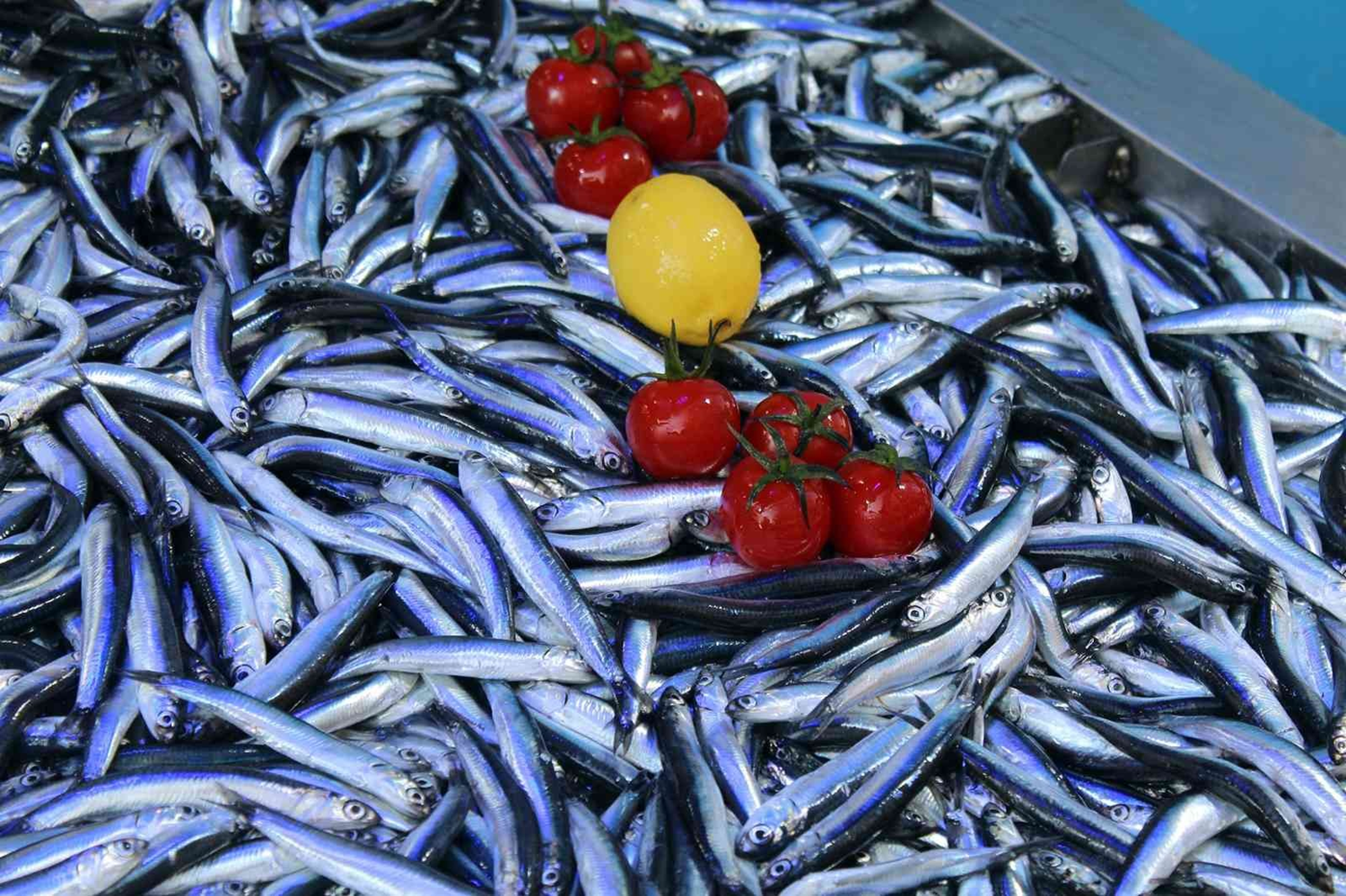 Bal�k tezgahlar�nda hamsinin ard�ndan istavrit d�rt g�zle bekleniyor