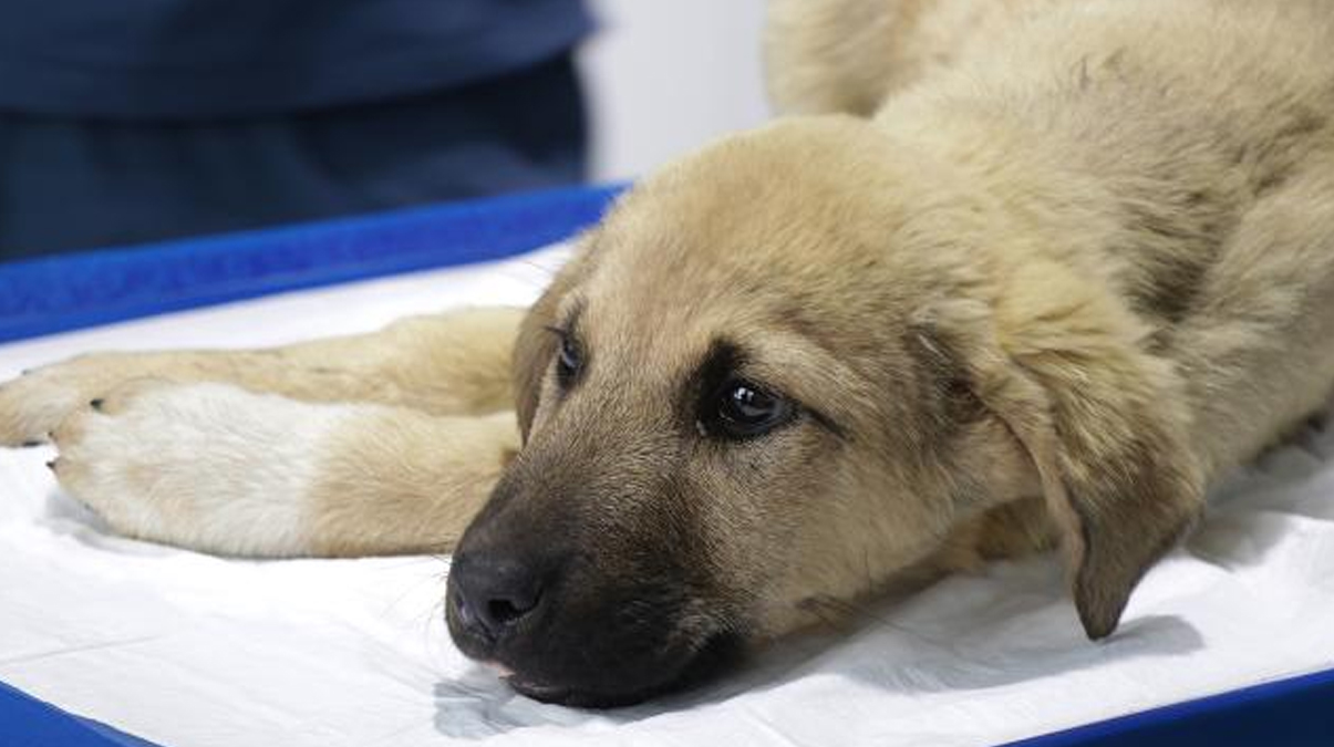 Elbistan'da enkazdan ��kar�lan 'F�nd�k'�n yaralar� Kayseri'de sar�l�yor