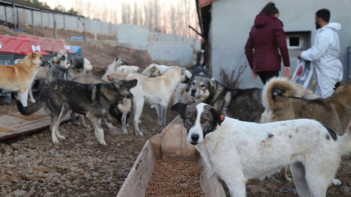 Hatay'da sahipsiz hayvanlar i�in harekete ge�ildi