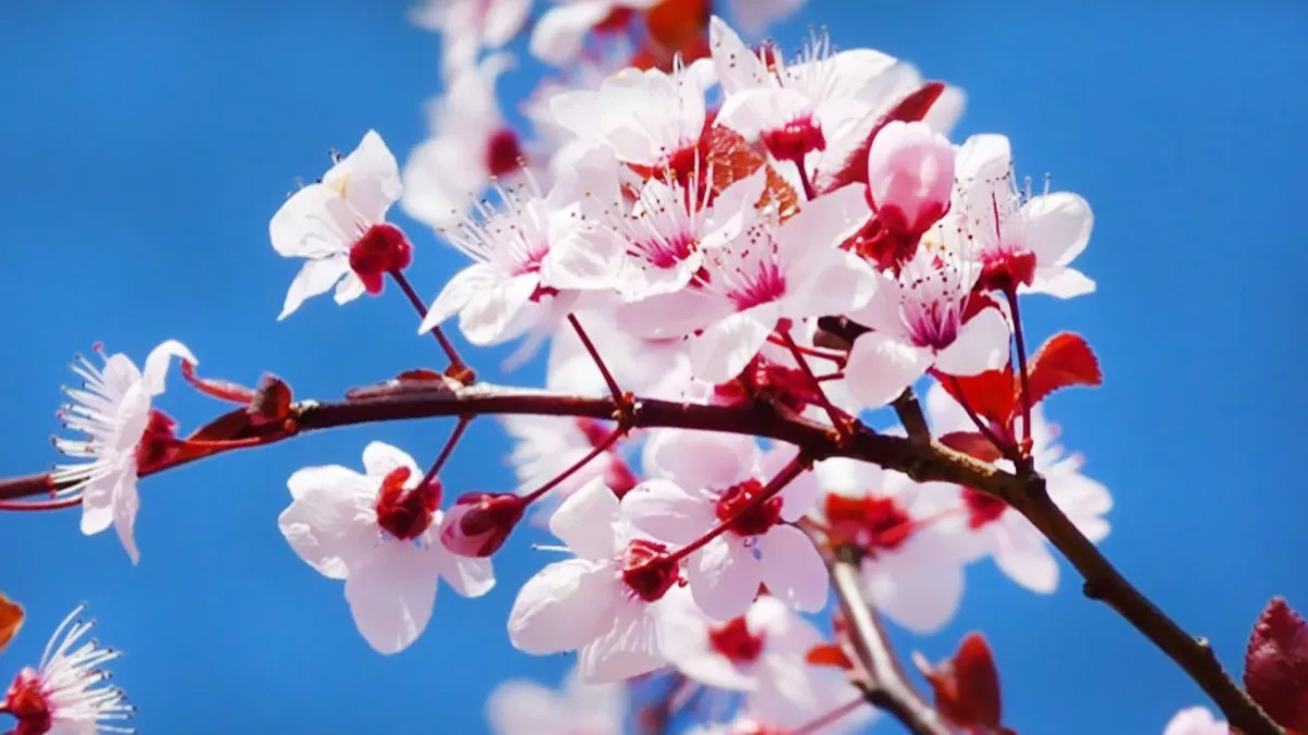 Resimli Nevruz Bayram� kutlama mesajlar� 2023! En g�zel Nevruz Bayram� mesajlar� ve s�zleri