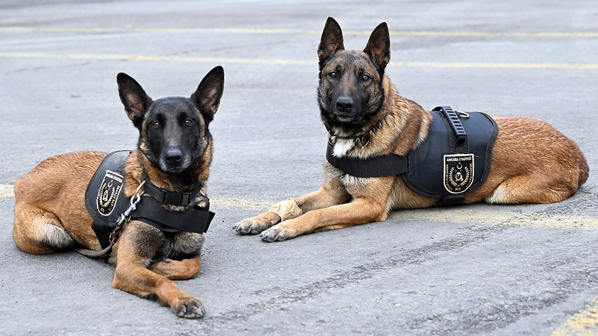 Arama k�pekleri 78 depremzedeyi kurtard�