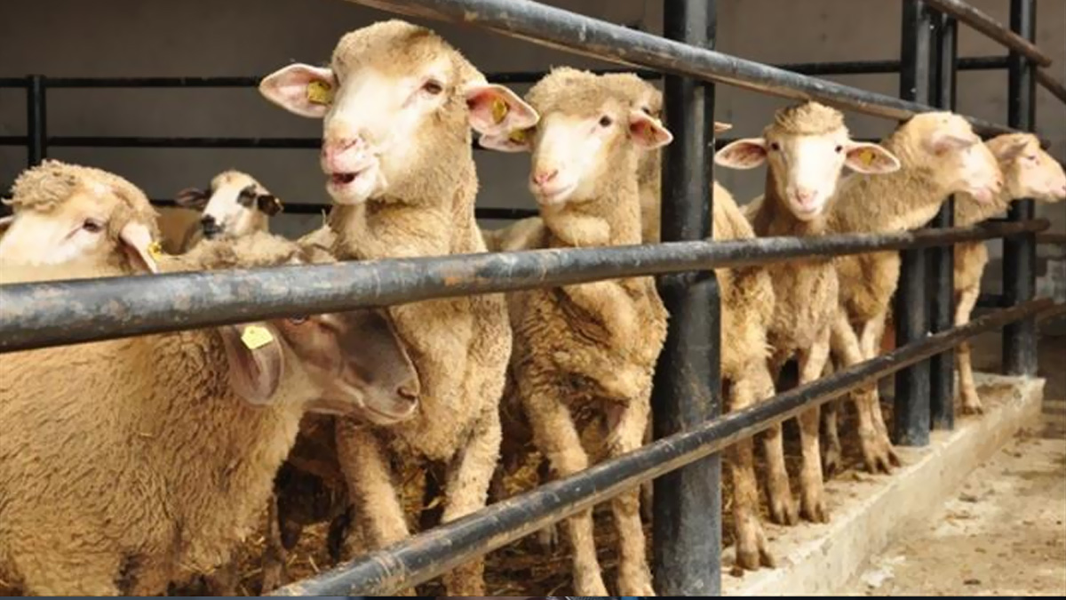 Kurban Bayram� tarihi 2023! Kurban Bayram� hangi g�n, ne zaman?